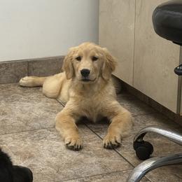 Golden Retriever Puppies from Star Raised Goldens