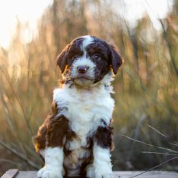 Corduroy - Brown and white male Aussiedoodle puppy in Crete, Nebraska from Doodles & Co