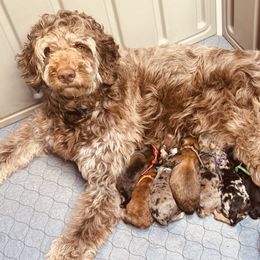 Boscoe - Aussiedoodle