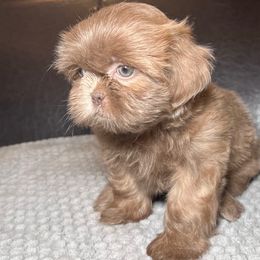 Lavender Girl - Blue female Shih Tzu puppy in Desoto, Texas from Willow’s Wonderful Shih Tzu