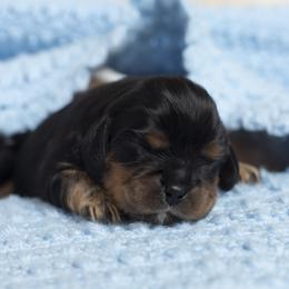 Brittany and Cavalier King Charles Spaniel Puppies from Katy Cavaliers & Barefoot Days Brittanys