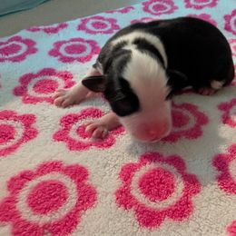 Dancer - Black tri female Toy Australian Shepherd puppy in Lakeland, Florida from Alexandra's Toy Aussies