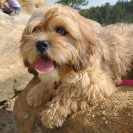 Chocolate Chip - Red Cavapoo puppy in Calhan, Colorado from Poppying Up Puppies