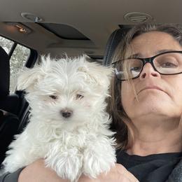 Maltese, Morkie, and Yorkshire Terrier Puppies from Mountain Top Hot Tailz