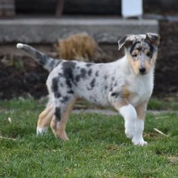 Honey - Black white and tan female Collie puppy in Danville, Pennsylvania from Brookwood Collies, Smooth & Rough