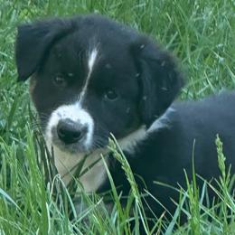 Oakley - Black tri-color female Australian Shepherd puppy in Lynnville, Indiana from Moonlightaussies