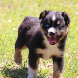 Miniature Australian Shepherd Puppies from AussiesRus
