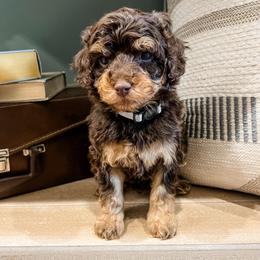 Copper - Brown male Cavapoo puppy in Flagstaff, Arizona from Gunstock Doodles
