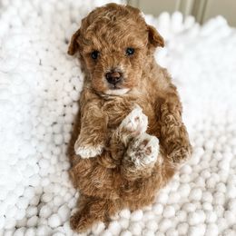 Magnolia - Apricot female Poodle puppy in Chapel Hill, North Carolina from Cyndi’s Poodles