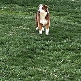Fuzzbottom Axel - Red tri-color Miniature American Shepherd puppy in Polo, Missouri from Fuzzbottom Miniature American Shepherd