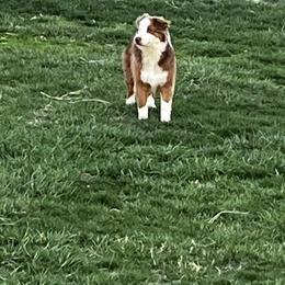 Fuzzbottom Axel - Red tri-color Miniature American Shepherd puppy in Polo, Missouri from Fuzzbottom Miniature American Shepherd