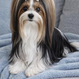 Elpida - Biewer Terrier