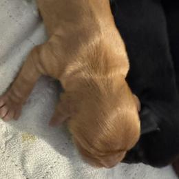 Girl 2 - Ruby female Cavalier King Charles Spaniel puppy in Rockville, Maryland from Skais the Limit Cavaliers