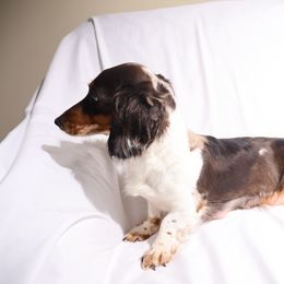 Twist - Dachshund