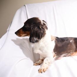 Twist - Dachshund