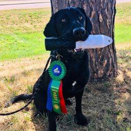 Clark - Labrador Retriever