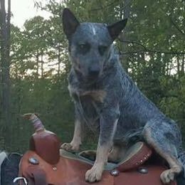 Australian Cattle Dogs and Old Time Scotch Collies from RedBud Cattle Dogs and Collies