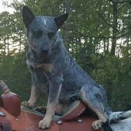 Australian Cattle Dogs and Old Time Scotch Collies from RedBud Cattle Dogs and Collies
