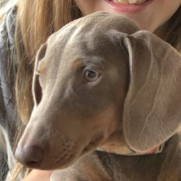 Dachshunds from Wirz’s Weenies