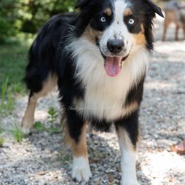 Bandit - Black tri-color male Australian Shepherd puppy in Lacombe, Louisiana from Indigo River Aussies