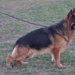 Effi - German Shepherd