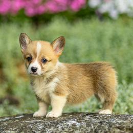 Pembroke Welsh Corgi and Poodle Puppies from Corgi Companions