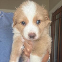 Paddington - Yellow male Australian Shepherd puppy in Pattison, Texas from Legacy Water Australian Shepherds