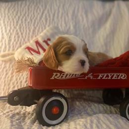 Cavalier King Charles Spaniel Puppies from SHANNON'S CAVALIERS
