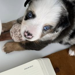 Miniature Australian Shepherd and Toy Australian Shepherd Puppies from Ollie's Aussies