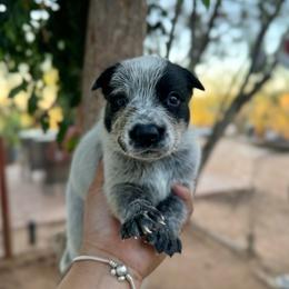 Rizzo - Blue male Australian Cattle Dog puppy in Sahuarita, Arizona from A2 Australian Cattle Dogs