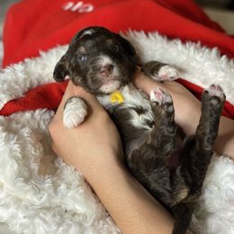 Aussiedoodle Puppies from Gore Doodle Ranch