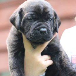 Boerboel Puppies from Northland Boerboels