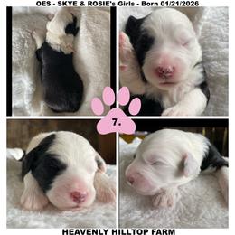 Goldendoodle, Old English Sheepdog, Poodle, and Sheepadoodle Puppies from Heavenly Hilltop Farm