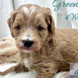 Green Boy - Red  male Goldendoodle puppy in Travelers Rest, South Carolina from Bailey Mountain Doodles