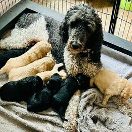 F1 Goldendoodle black collar - Apricot male Goldendoodle puppy in Rainier, Washington from Hanson’s NW Goldens & Doodles