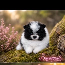 Savannah - Black and tan parti female Pomeranian puppy in Antelope, California from California Pom Paradise