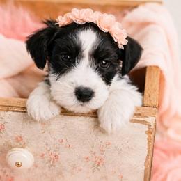 Nora - Parti female Miniature Schnauzer puppy in Winter Haven, Florida from The Blue Eyed Schnauzer
