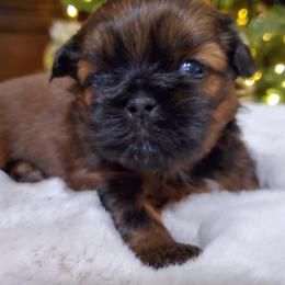 Shih Tzu Puppies from Dollface Shih Tzu
