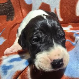 Mantle Male B - Mantle male Great Dane puppy in Golconda, Illinois from Breken Great Danes