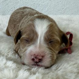 Baguette - Red  female Goldendoodle puppy in Concord, California from Golden State Good Dogs