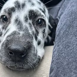 Dalmatians from St. Rocco's Dalmatians