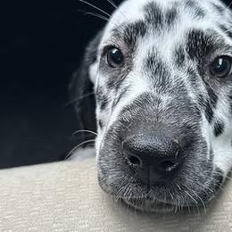 Dalmatians from St. Rocco's Dalmatians