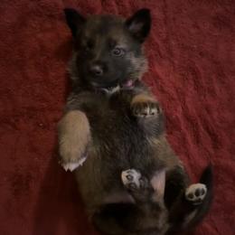 German Shepherd Puppies from Legacy K9’s