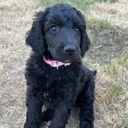 Poodle Puppies from Tyler Family Poodles