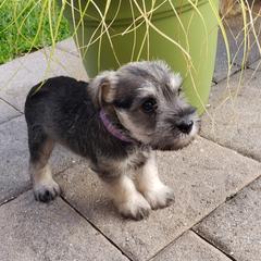Miniature Schnauzer Puppies from LUXE'S PUPS