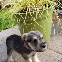 Miniature Schnauzer Puppies from LUXE'S PUPS