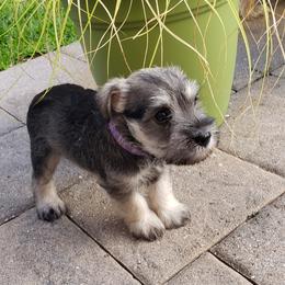 Miniature Schnauzer Puppies from LUXE'S PUPS