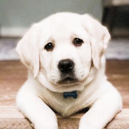 Labrador Retrievers from Grand River Labradors