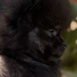 Corvette - Black and tan male Pomeranian puppy in Sacramento, California from M-J’s AKC Breeder of Merit of Show Pomeranians