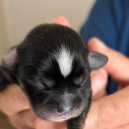 Hope - Black female Lhasa Apso puppy in Fort Worth, Texas from Cynthia's Lhasa Apsos
